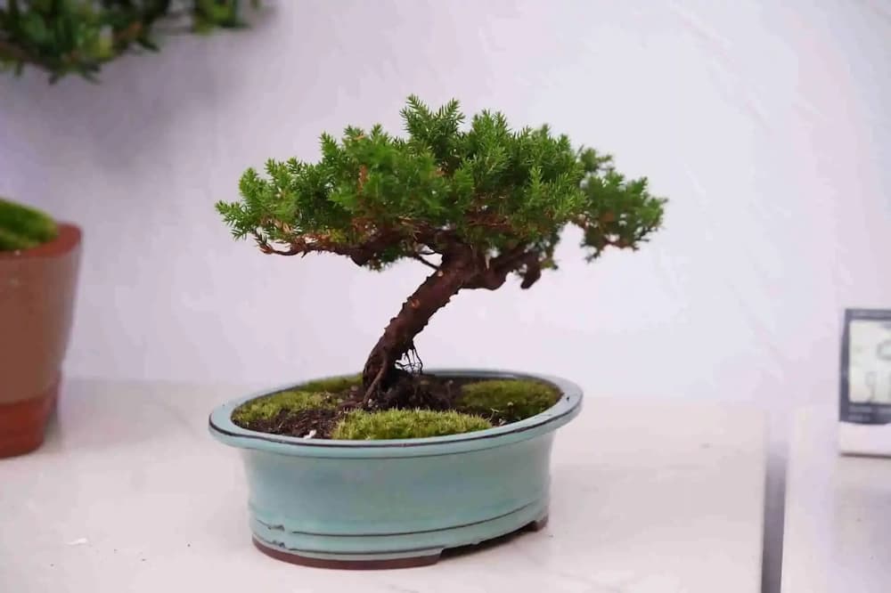 UK February Bonsai Care for Late-Winter: Watering, Repotting, Pests