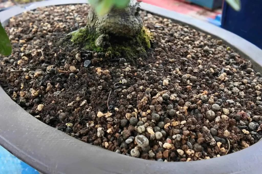 Why Your Bonsai Hasnt Leafed Out Yet, and What to Check