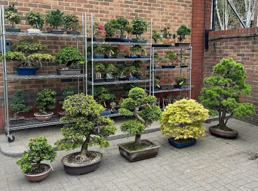 Miyagi Bonsai updates 2026 beginner bonsai primer, ranks species by environment