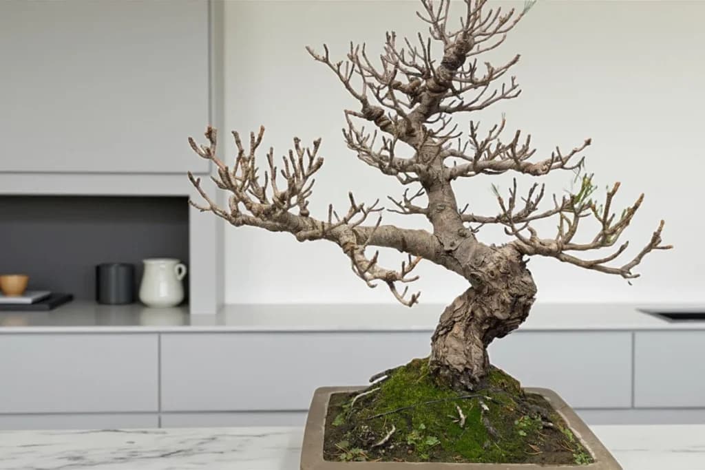 When UK Bonsai Begin Growing Again: Signs, Timing, and Care