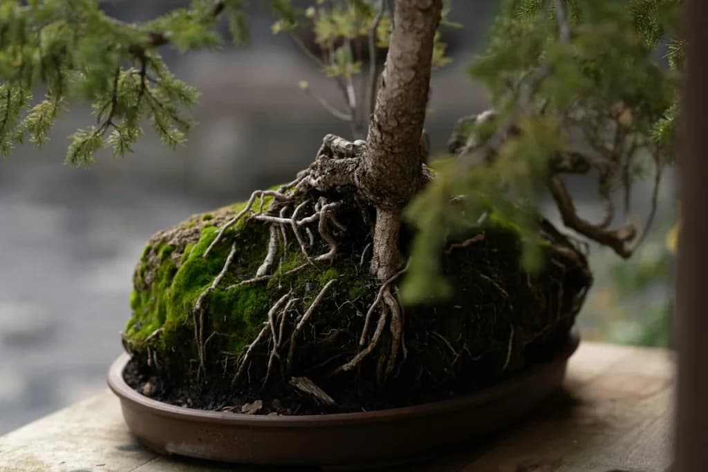 April Bonsai Repotting, When It Is Still Safe and Smart
