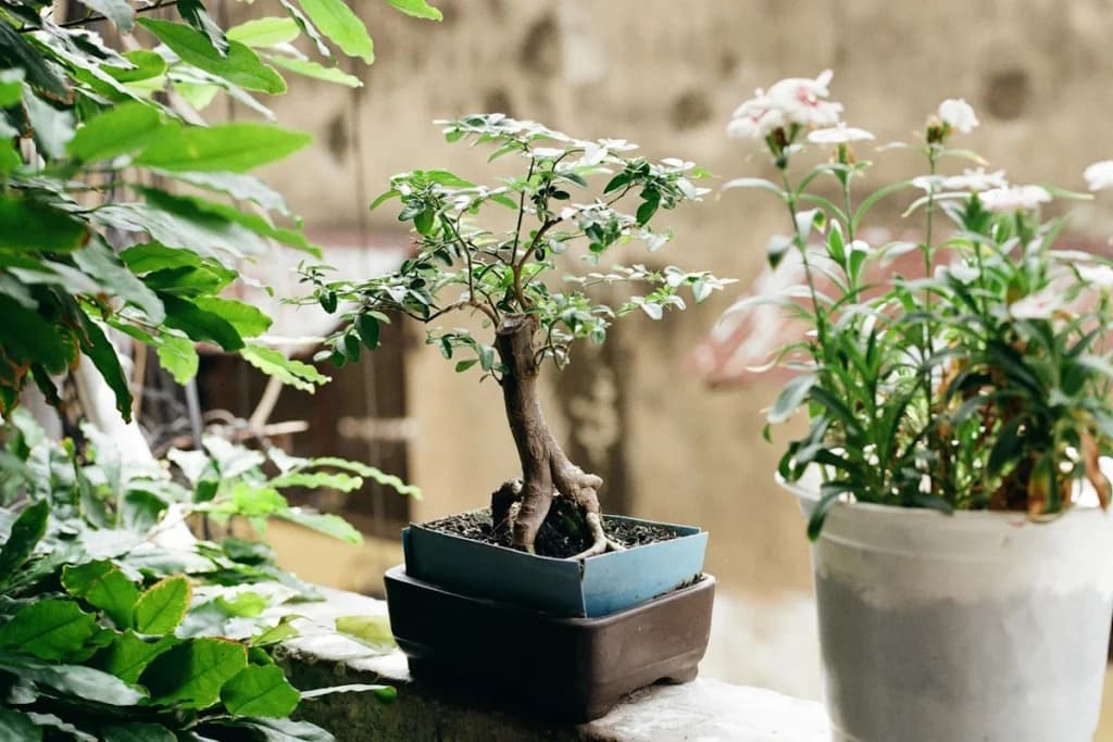 May Brings Rapid Growth, Daily Care, and Feeding for Bonsai