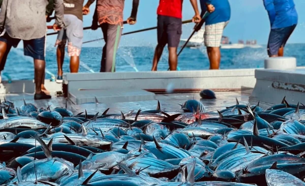 Maldives Sees Strong Tuna Export Growth, Benefits Fishermen