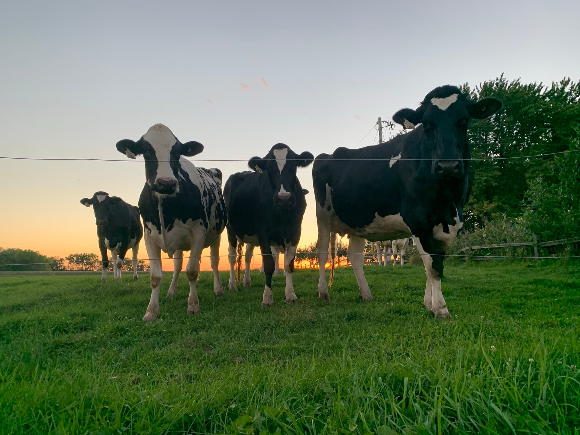 Otter Tail County dairy farmers rely on calf price surge for relief