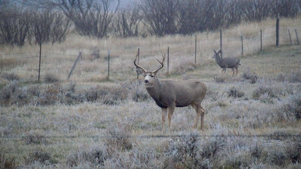 Montana Limits Deer Tags to Protect Mule Deer Populations
