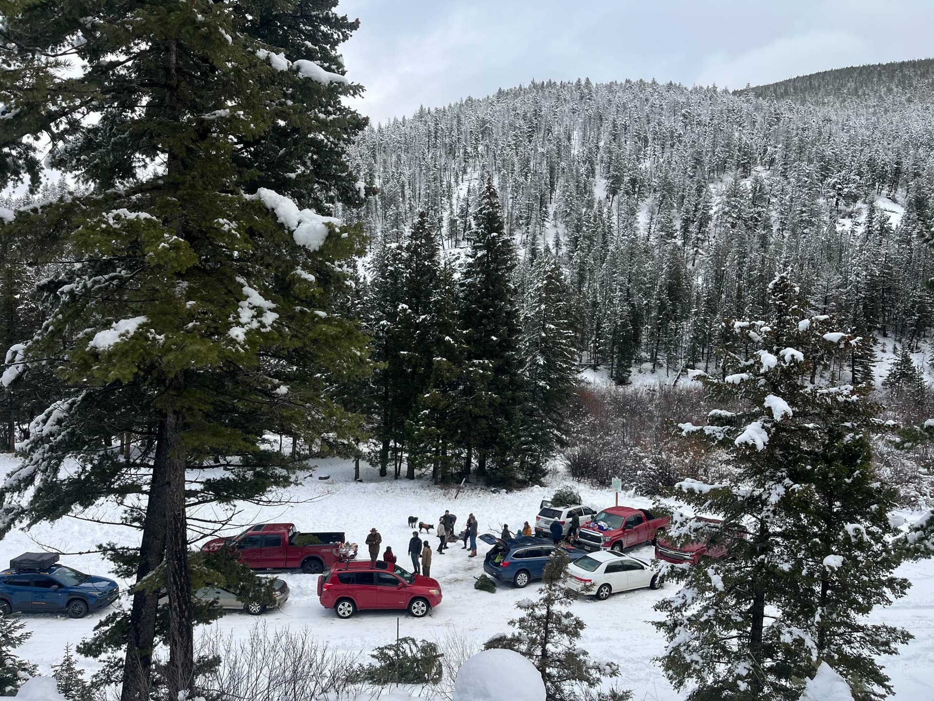 More locals cutting Christmas trees in national forests, data shows