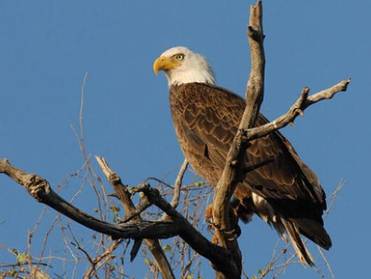 State Orders Seasonal Closures at 97 Eagle Breeding Sites