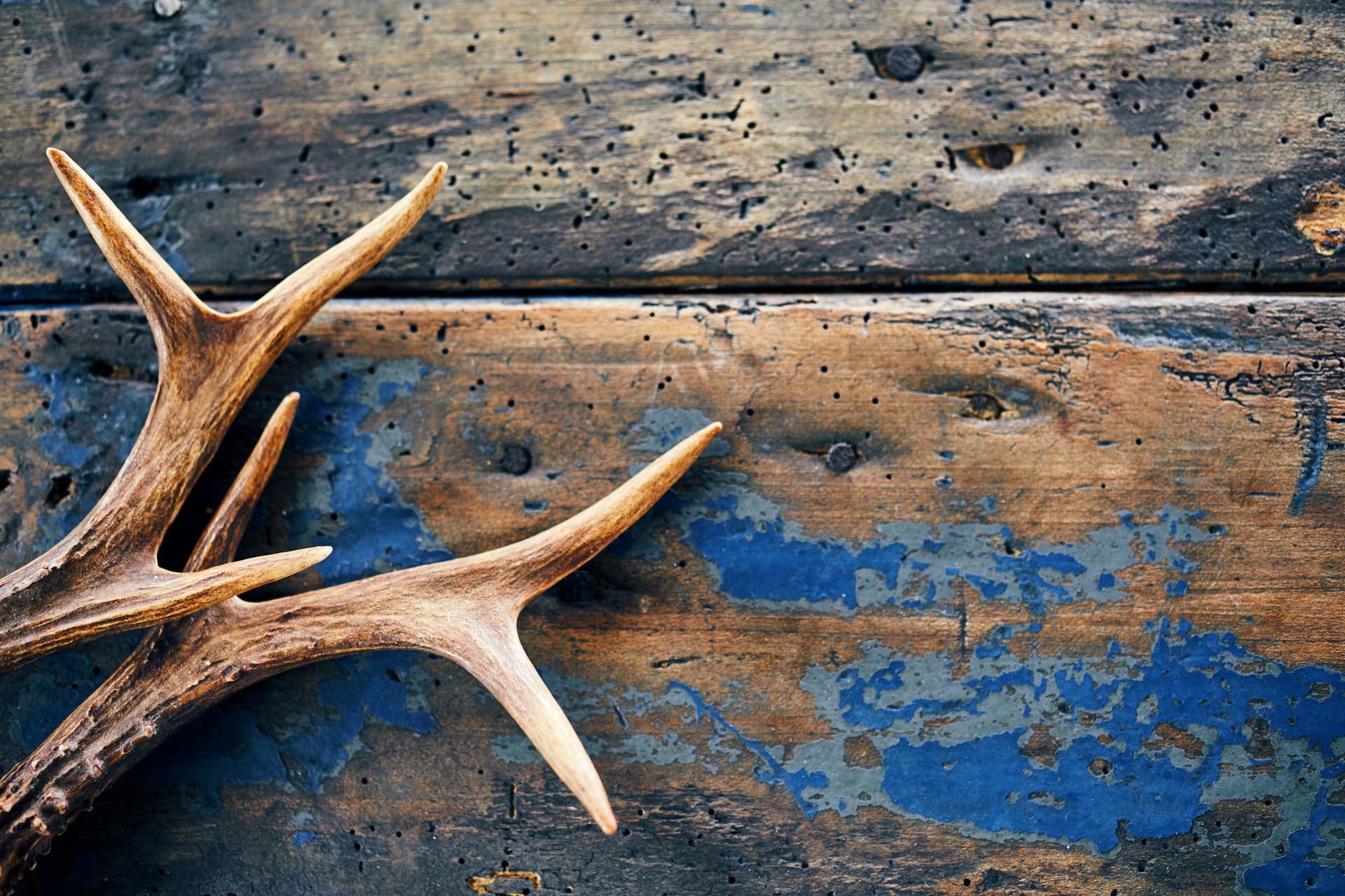 NASDA turns shed hunting with dogs into a formal sport test