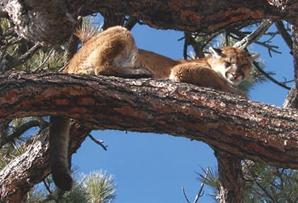 Nye County Wildlife Board Meets in Tonopah, Uniting Hunters, Ranchers, and Conservationists
