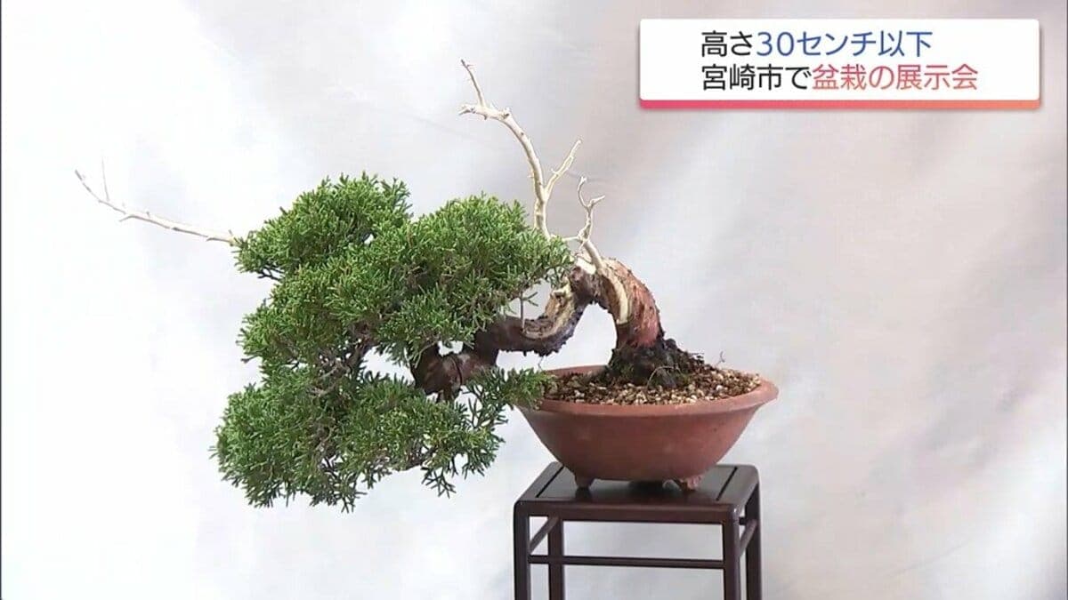 Miyazaki bonsai exhibition spotlights tiny trees and local craftsmanship