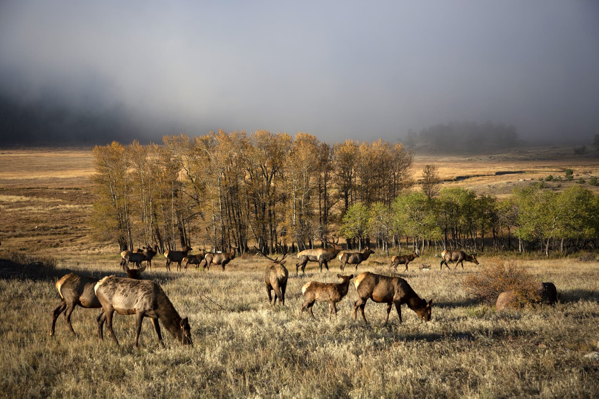 Poached Elk and Bighorn Found Across Southern Colorado, Investigation Intensifies