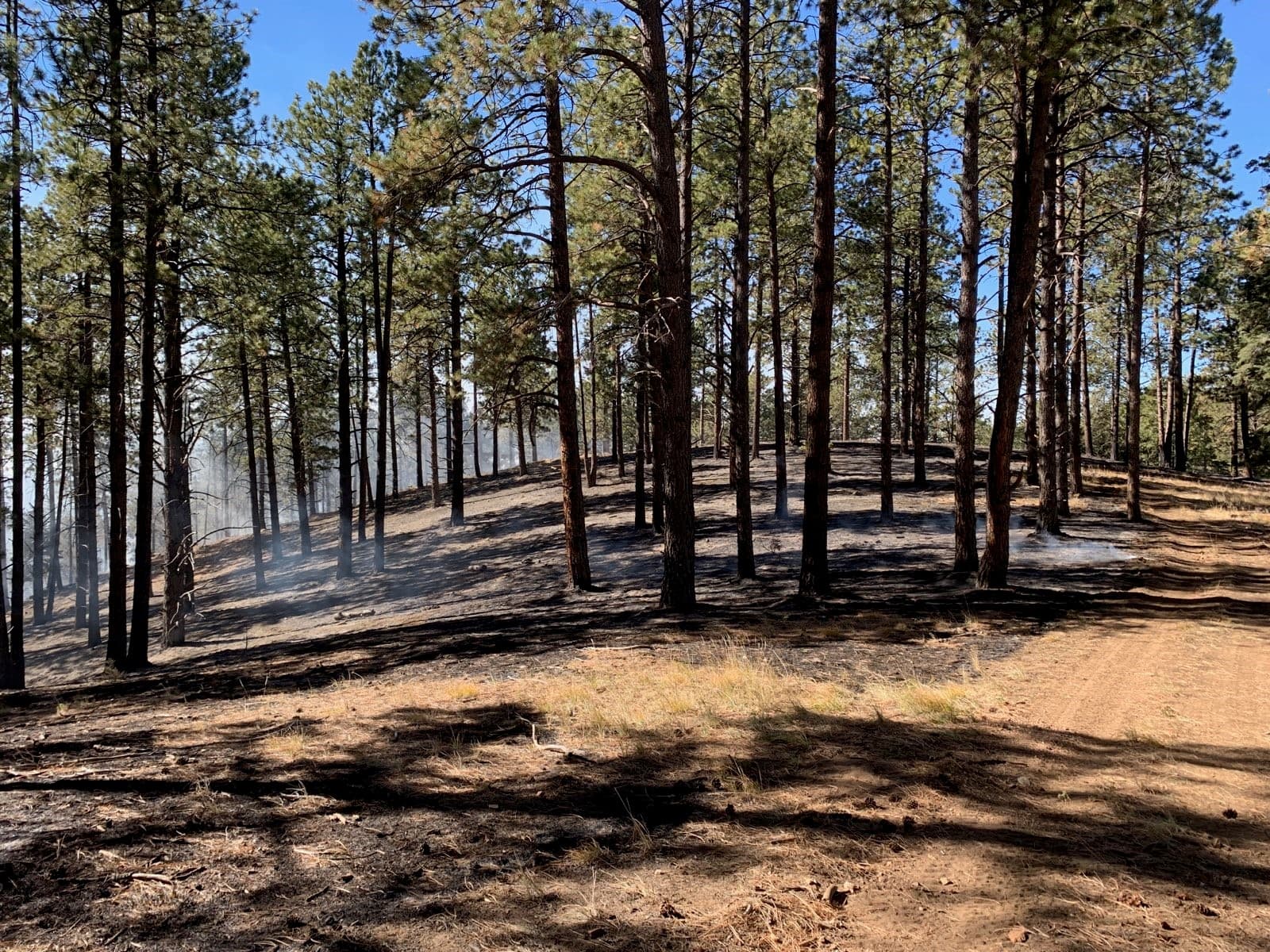 Santa Fe Forest Orders Closure for 878-Acre Prescribed Burn