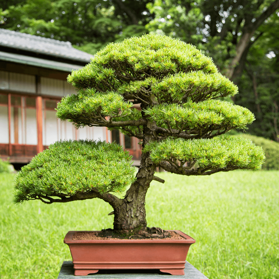Virginia Bonsai Society Show and Sale Returns to Norfolk Botanical Garden