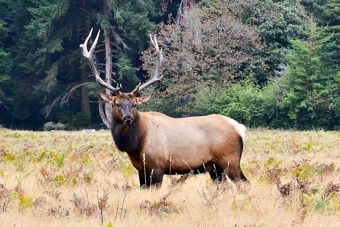 Elk Numbers Drop at Feeding Sites in Baker, Union Counties