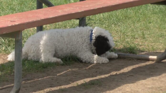 Lake County bar owner sparks debate over dogs inside pubs