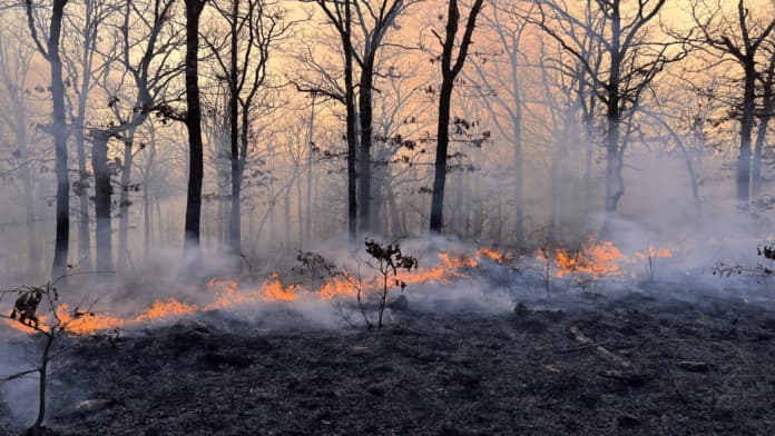 North Shore Journal Urges Restoring Prescribed Fire in Lake County Forests
