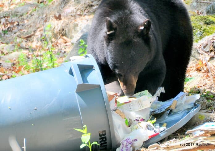 North Shore Journal: Bear-Proofing and Social Coordination Crucial for Lake County Trash