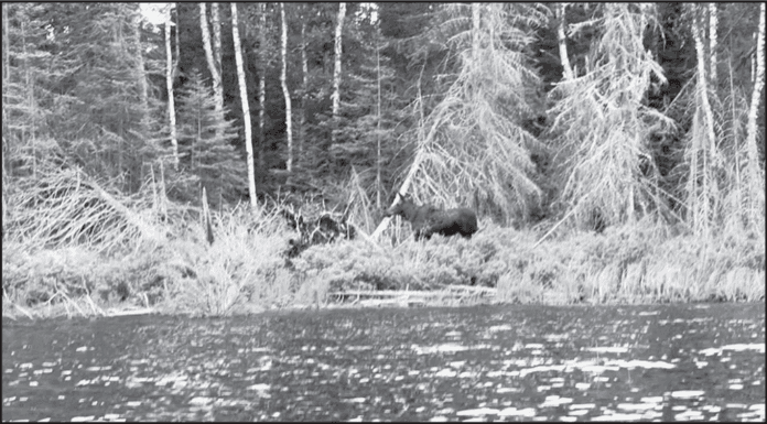 Wolves attack calf moose near Boundary Waters in rare scene