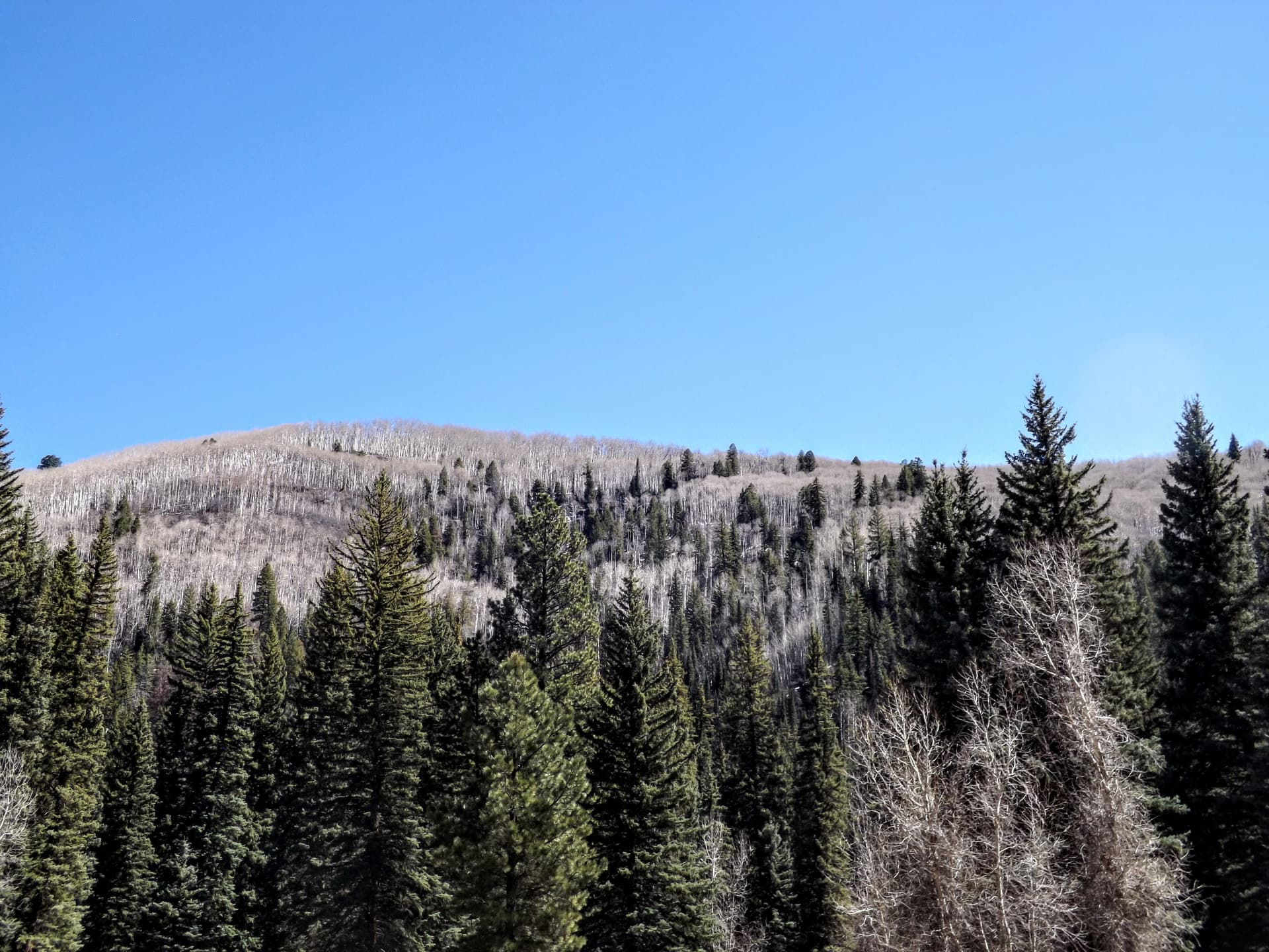 Stoner Mesa Fire Area Shows Recovery Signs, but Dry Winter Raises Concerns