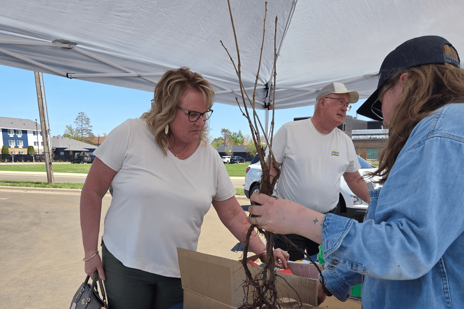 Beltrami County free tree giveaway runs out in an hour