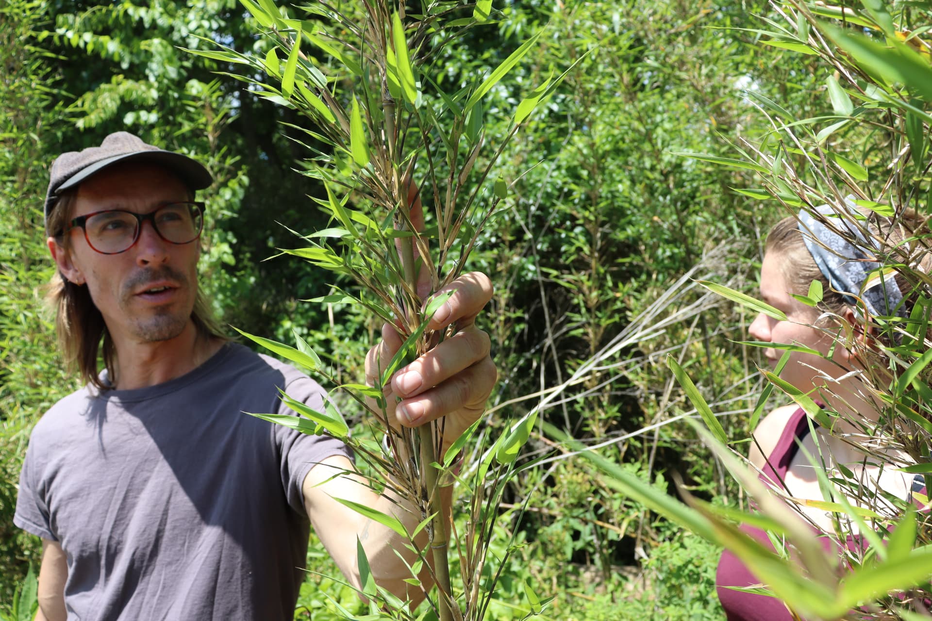 Rivercane planting in Fairview aims to restore streams, Cherokee heritage