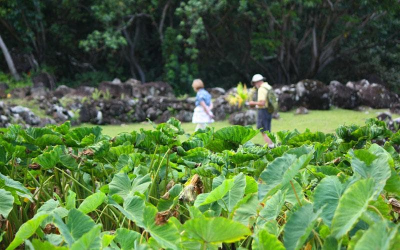 NTBG Hosts Free Native Plant Adoption Day at Limahuli