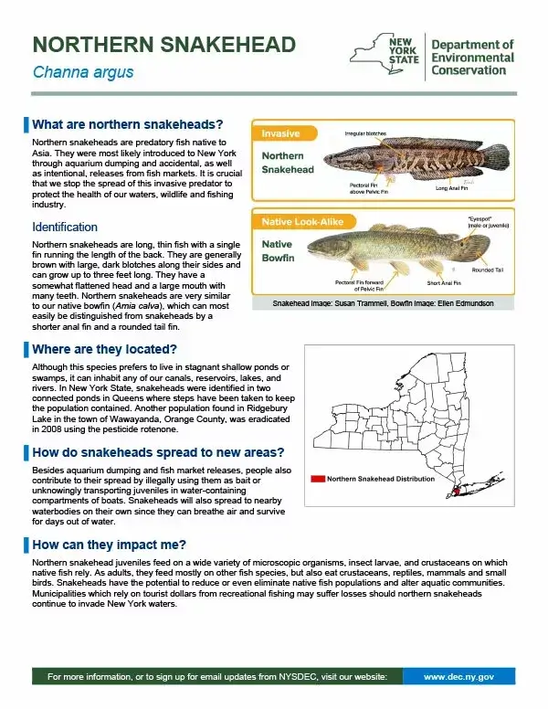 Snakehead fish discovery in Lake Ronkonkoma triggers state survey