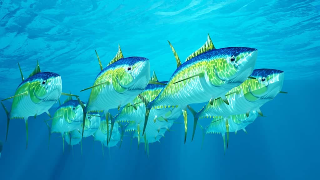 Yellowfin tuna stay close to Bay of Islands, skipjack feeding offshore