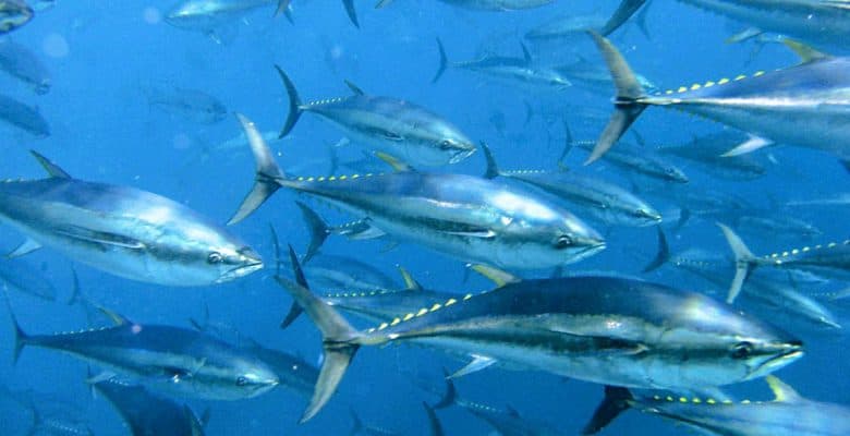 French electronic tagging trial in bluefin longline fisheries aims to reduce bycatch