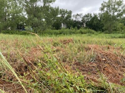 Prairie Park mowing was planned to fight invasive sericea lespedeza