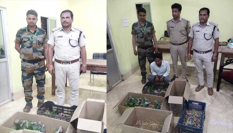 Odisha forest team rescues 108 parrot hatchlings, arrests suspect in Mayurbhanj