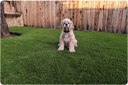 Fremont Closes Central Park Small Dog Area for Synthetic Turf Replacement