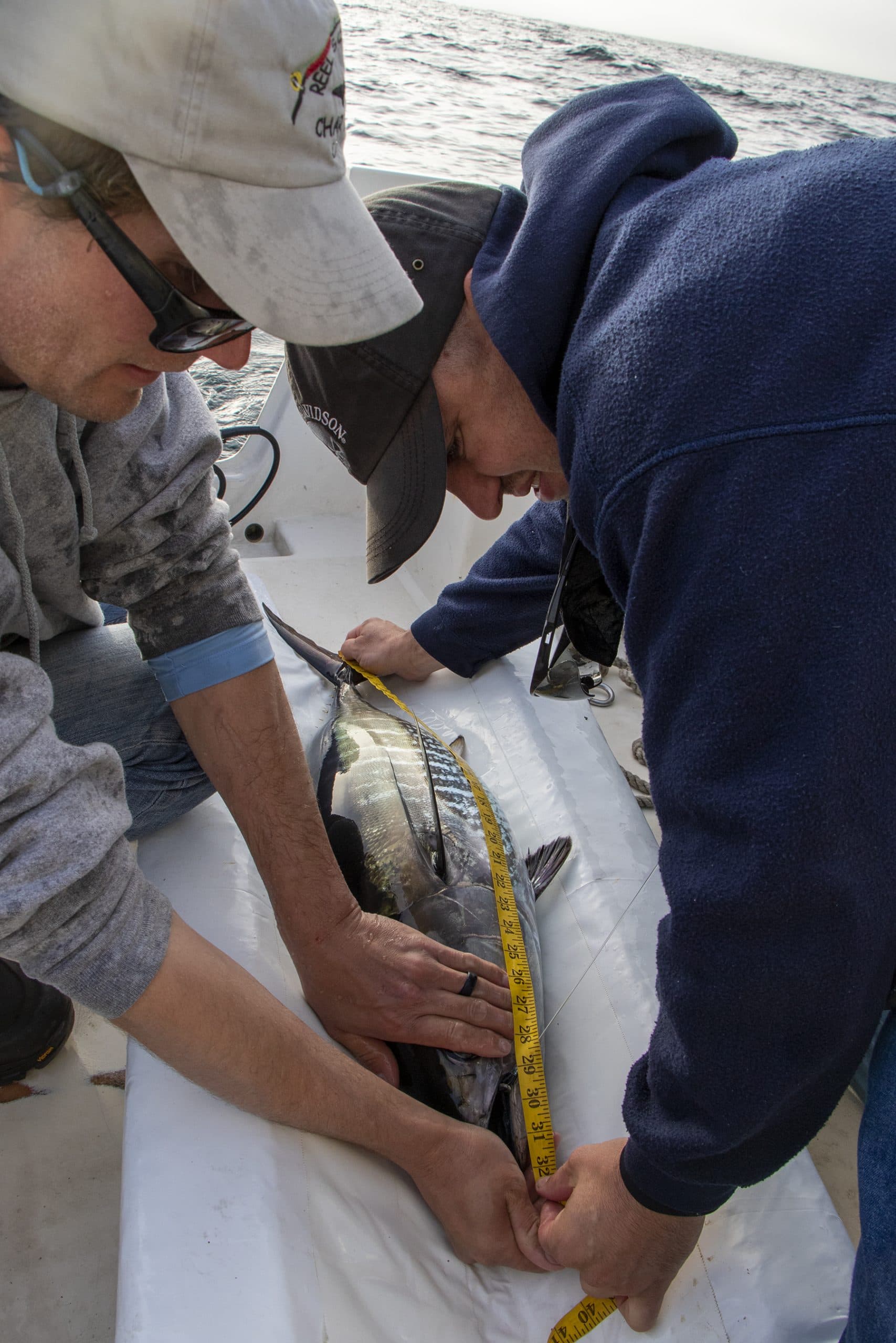 Essential tag-and-release and safety guide for tuna anglers
