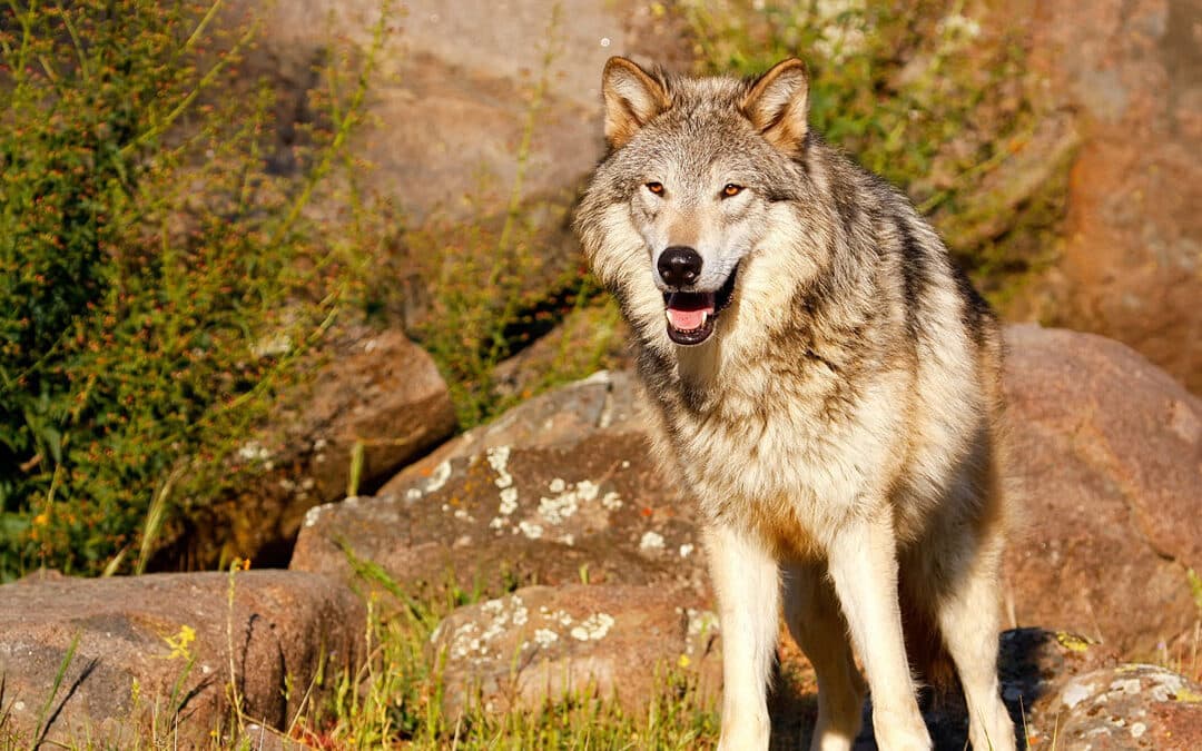 Union County Seeks $212,510 State Grant to Reimburse Wolf Predation Losses