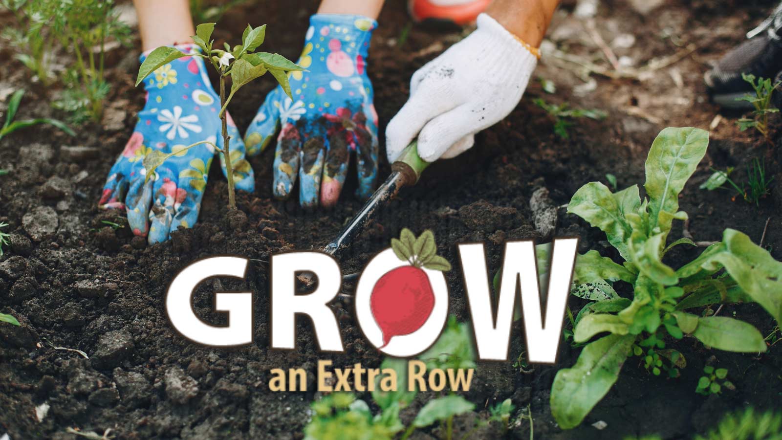 Otter Tail County urges gardeners to plant extra for food shelves