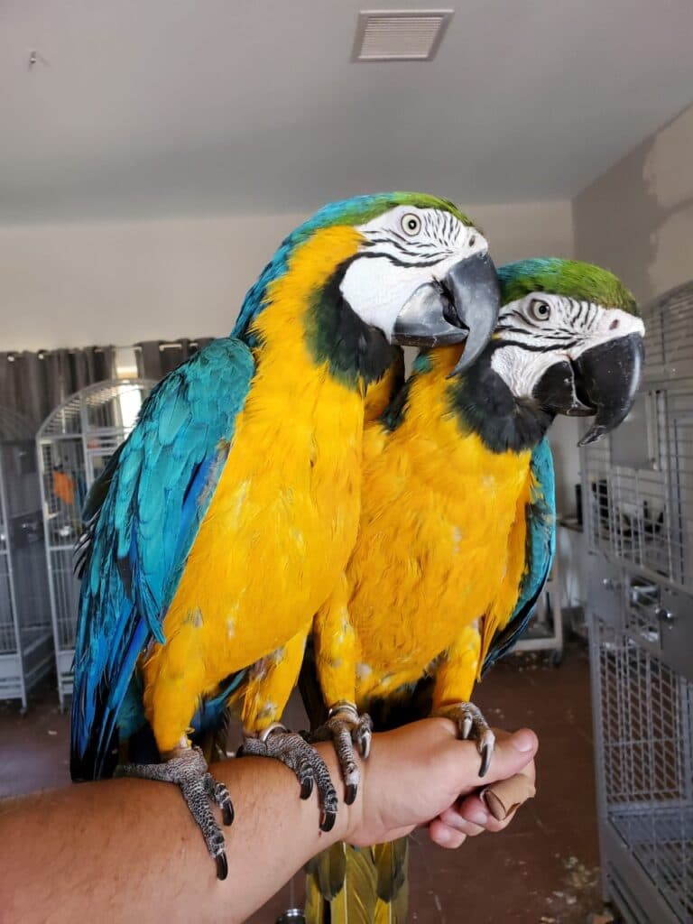 UK Parrot Rescue Centre Offers Adoption, Sponsorship and Education for Bird Lovers