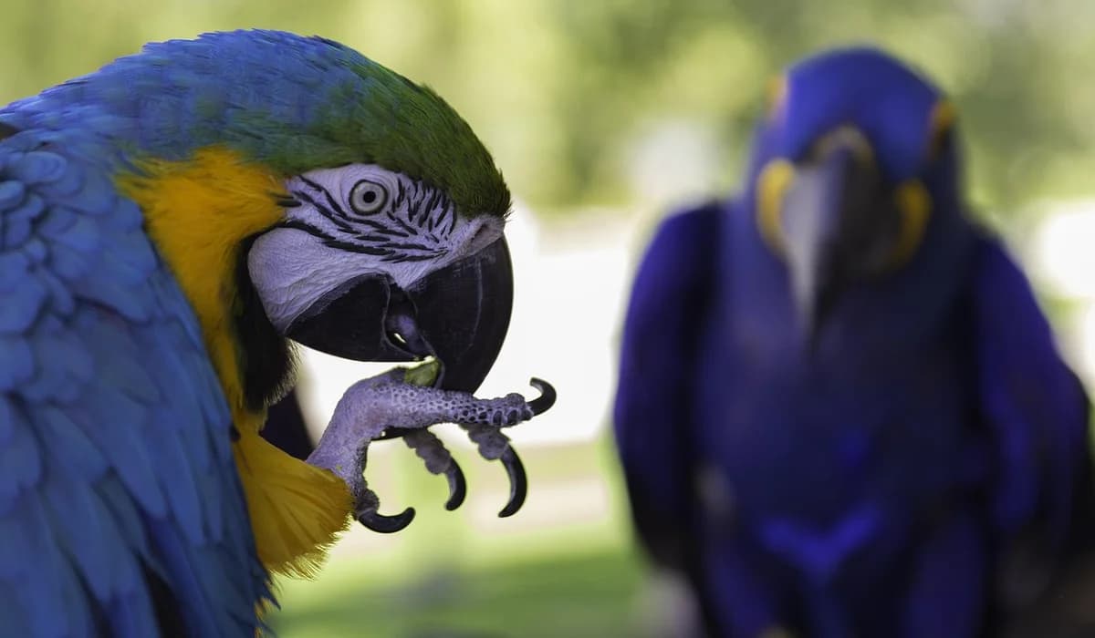 Annual Vet Check-ups for Parrots Catch Health Issues Early