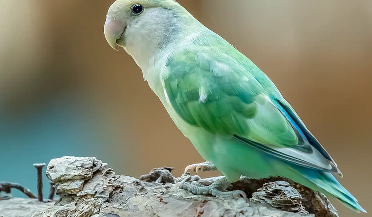 Parrots vs crows, what their vocal abilities mean for owners