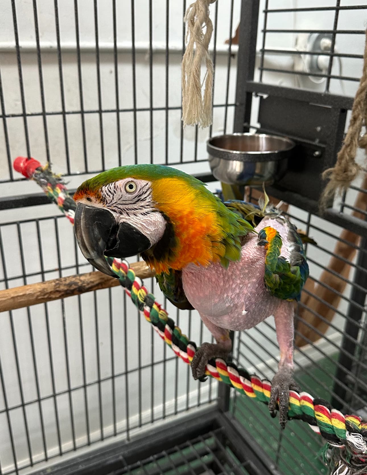 Parrot Outreach Society brings adoptable Catalina macaw Mica and mate to TV