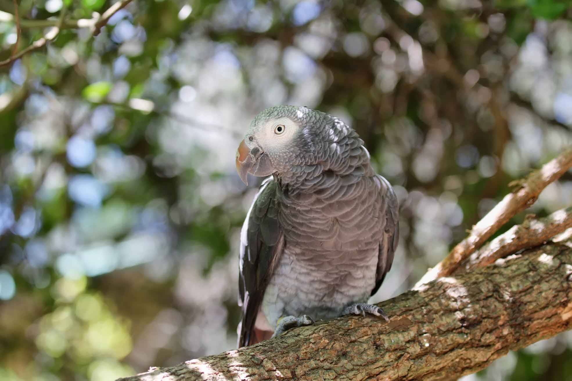 Belize program allows long-term keepers to register formerly wild-caught parrots