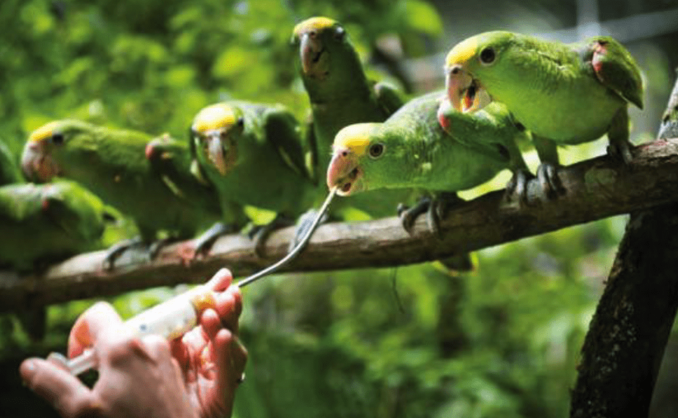 Rescued Amazon parrot shows steady weight, mobility and behavior improvements