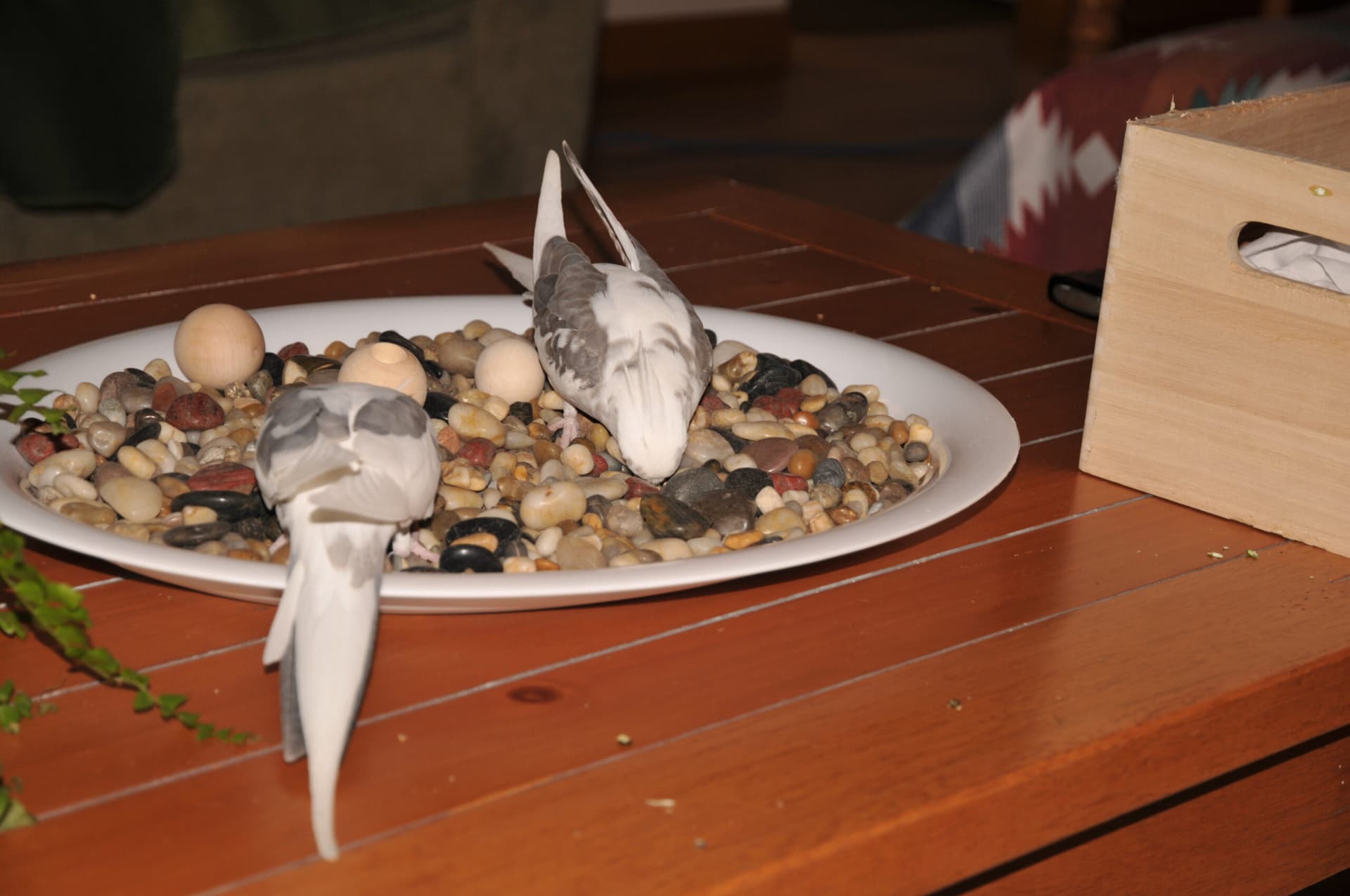 World Parrot Trust guide says foraging is essential parrot welfare
