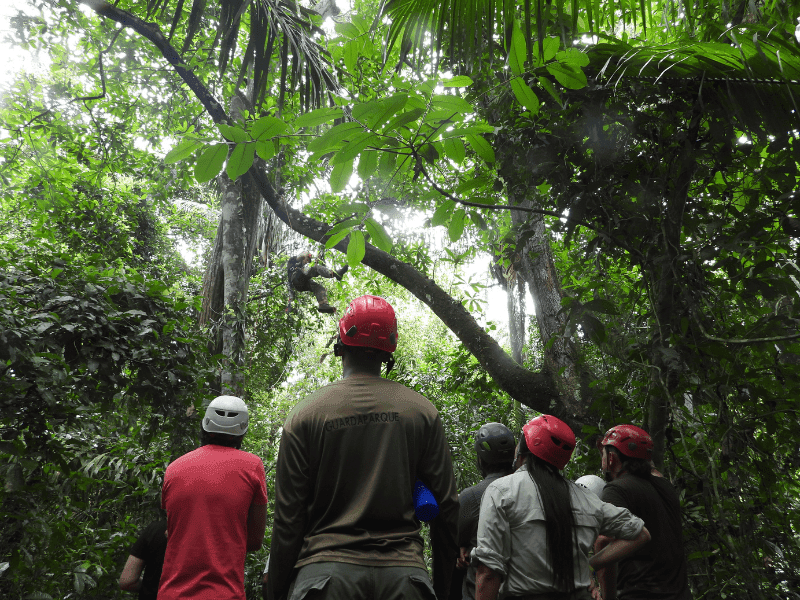 Training conservationists to protect Great Green Macaw nesting sites