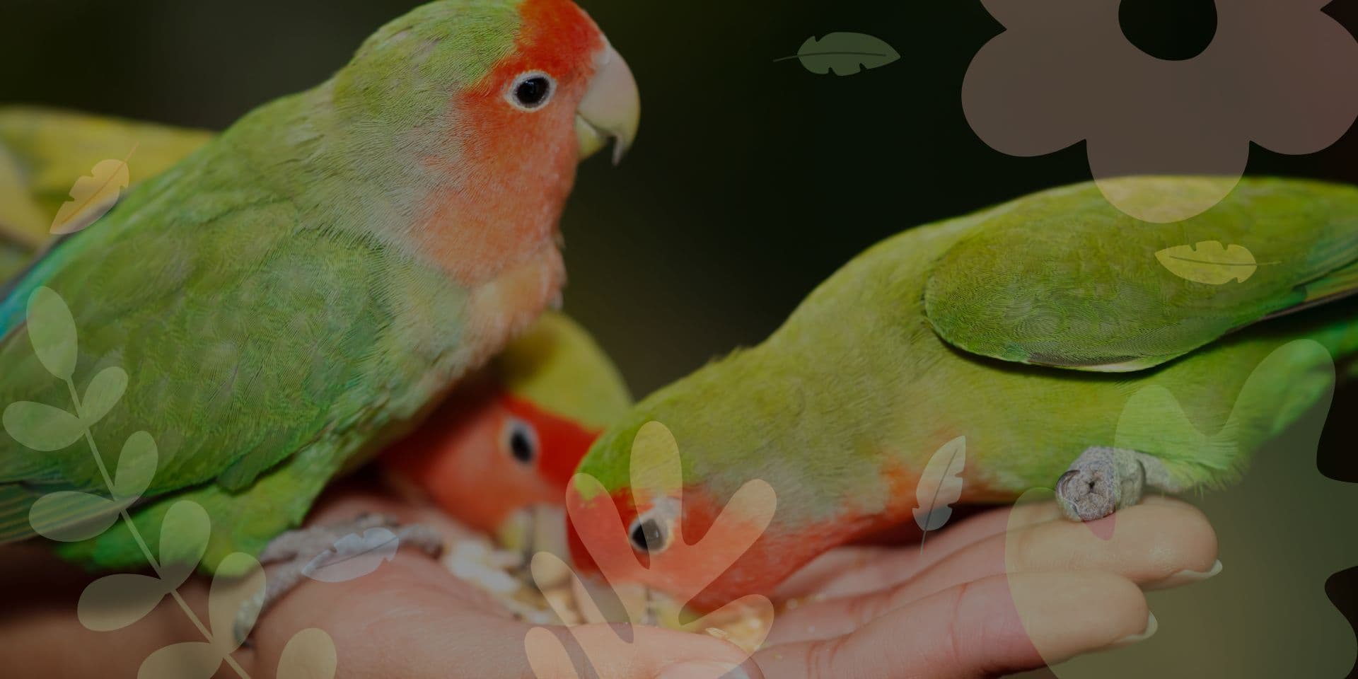 Singapore parrot group revises care handbook amid shelter plea
