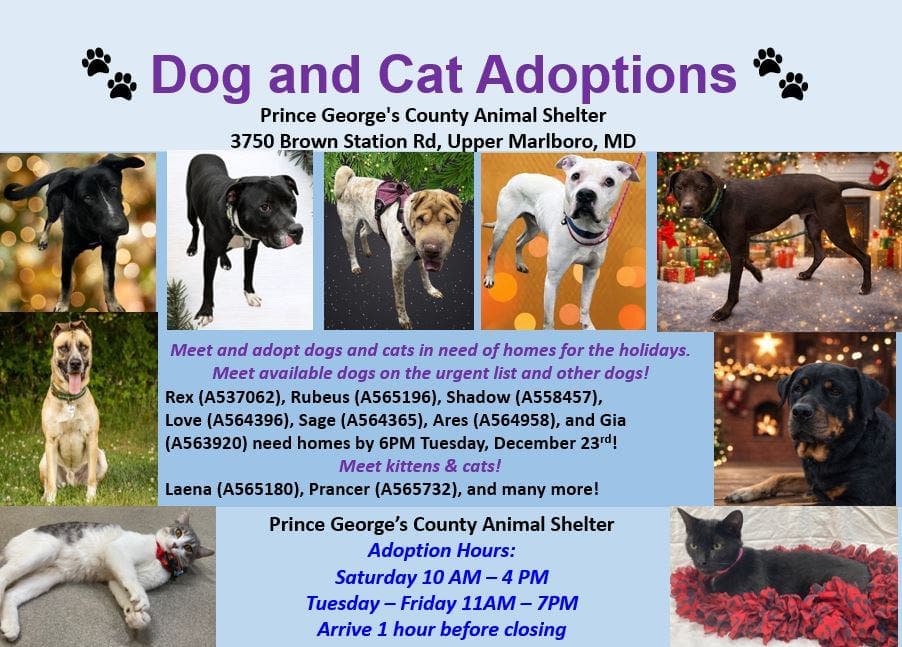Prince George's County Shelter Sees Holiday Adoption Surge, No Fee Day
