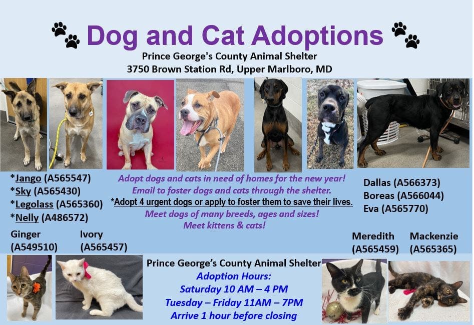 Prince George's County adoption day boosts shelter outreach, encourages fostering