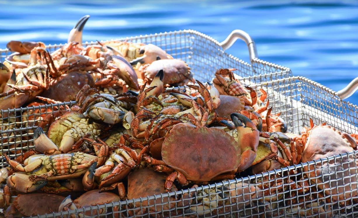 Bay Area Crisis Nursery Hosts 25th Annual Crab Feed Fundraiser