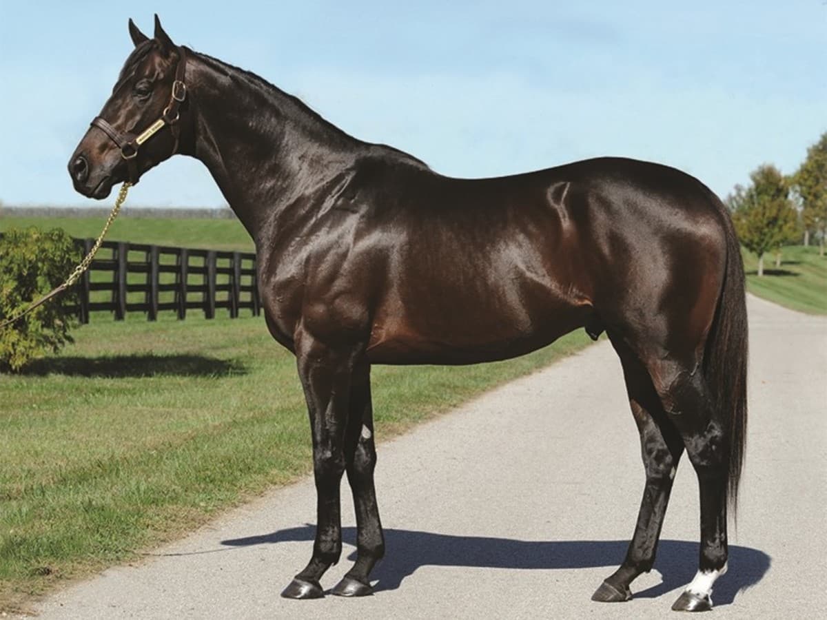 Uptowncharlybrown Claims Third Straight Year as Pennsylvania's Top Incentive Sire