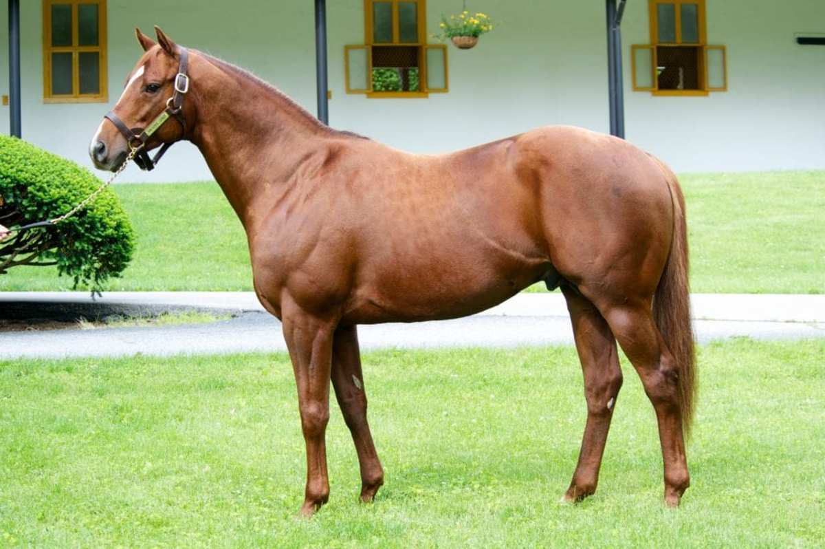 Grade 2 Winner Trappe Shot, 19, Son of Tapit, Dies in Turkey