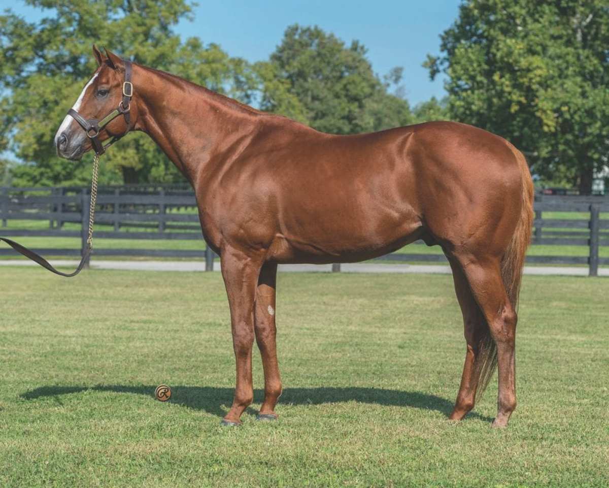 Coolmore Announces First Foals by Auguste Rodin and City Of Troy